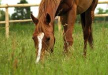grazing21.jpg