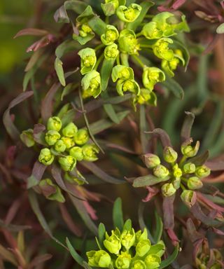 Euphorbia cyparissias ‘Fens Ruby’ in bloom