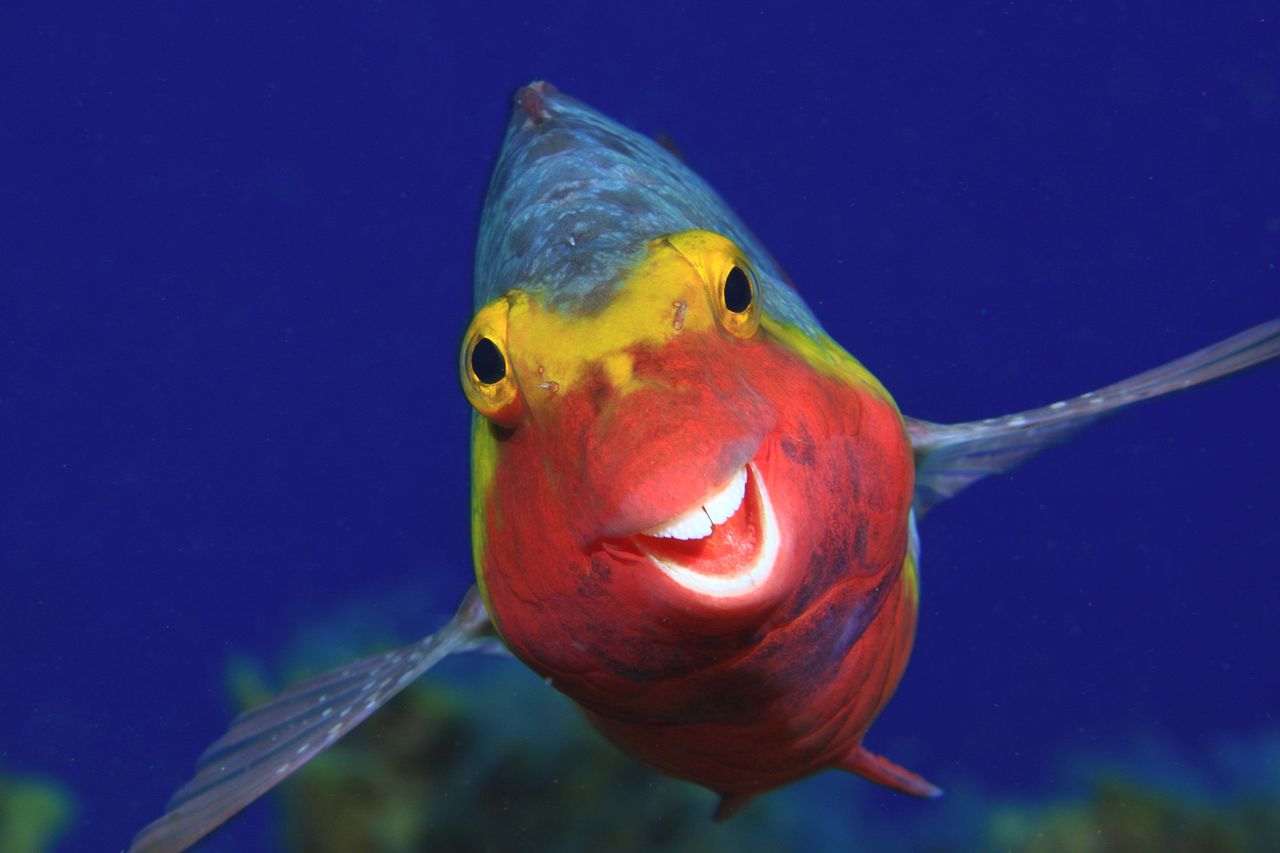 Grinning fish