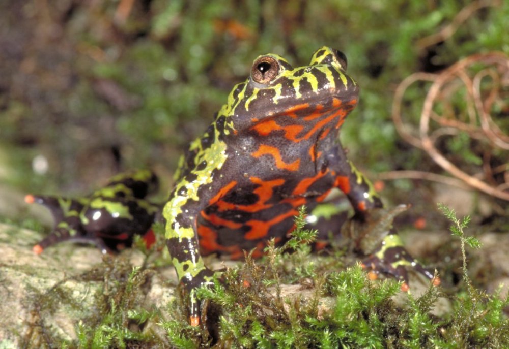 Pictures: Cute and Colorful Frog Images | Amphibians | Live Science