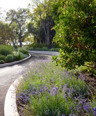 front yard drive with lavender
