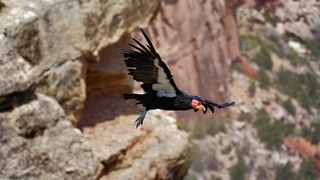California Condor in flight 