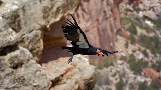 California Condor in flight