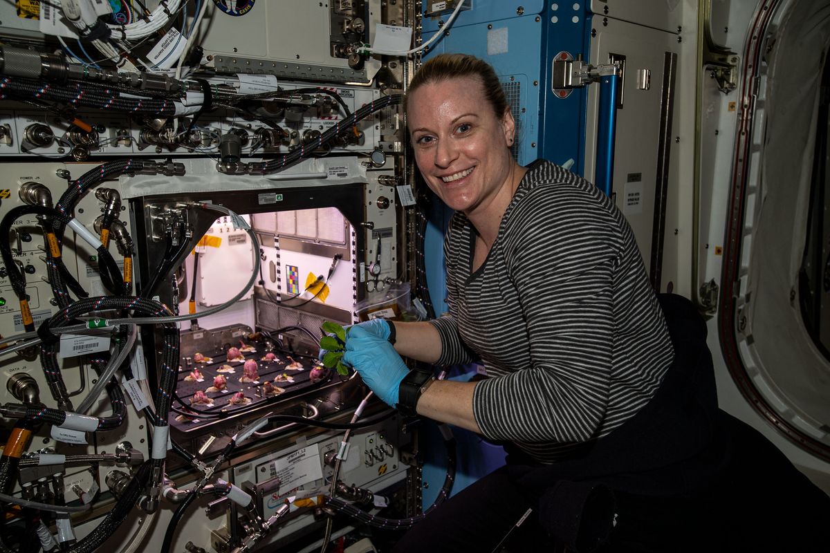 NASA astronaut Kate Rubins harvests radishes that have grown in space