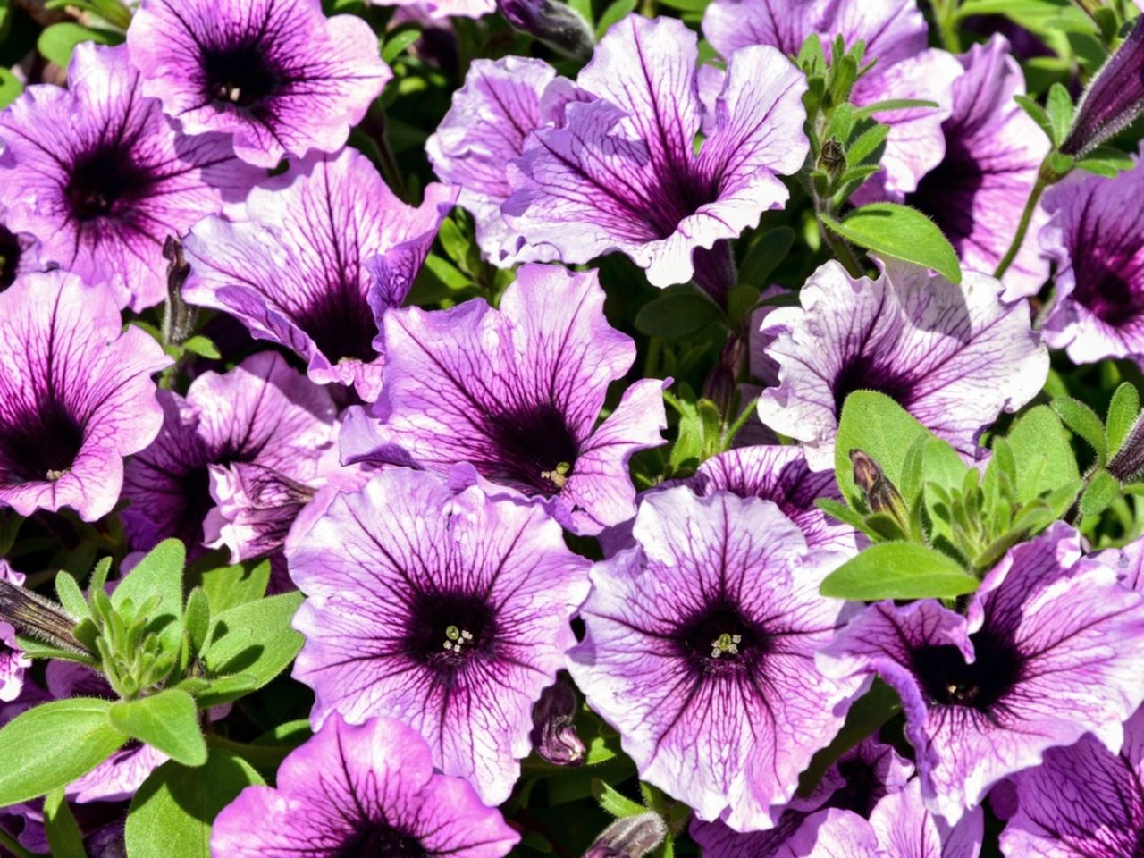 Purple Petunias