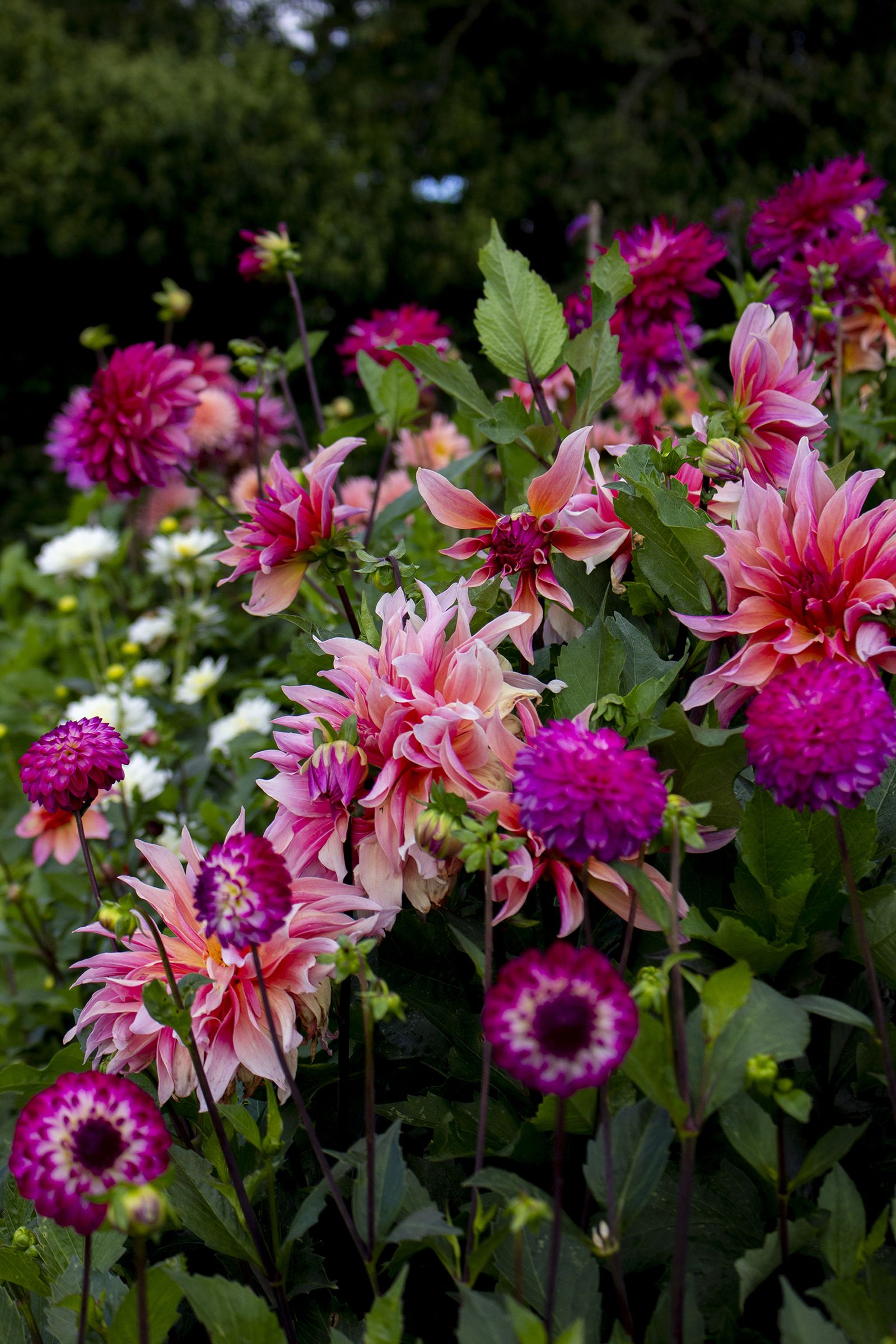 Monty Don’s tips on planting summer bulbs Homes & Gardens