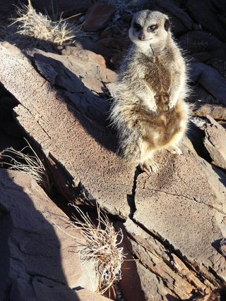 A meerkat perches atop rocks, which show dents where ancient raindrops landed.