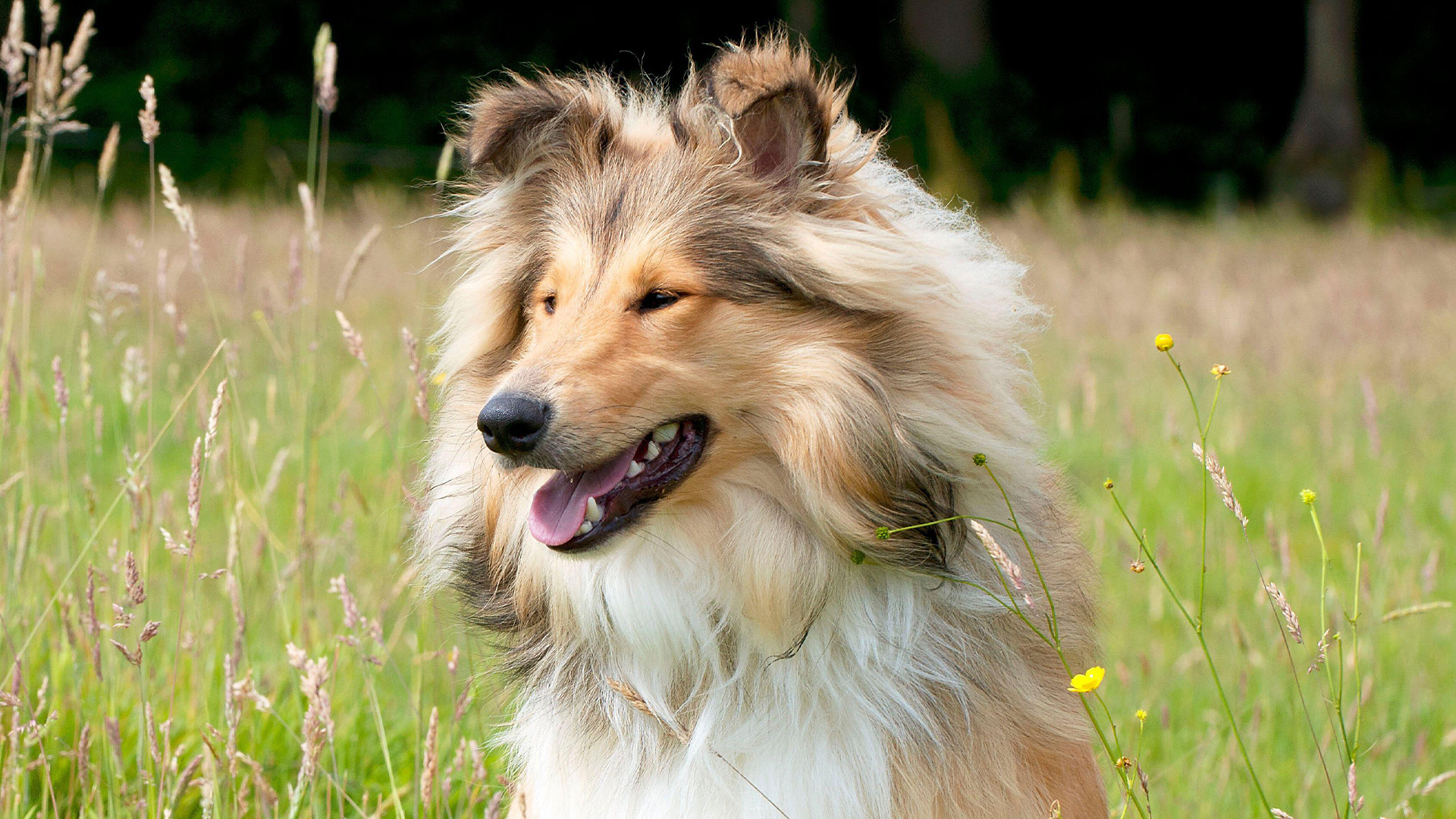 Rough collie portrait