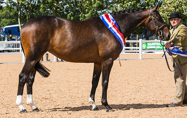 35 Miss Velvet Brown &amp;amp; Tony Wareham - Cuddy Champion