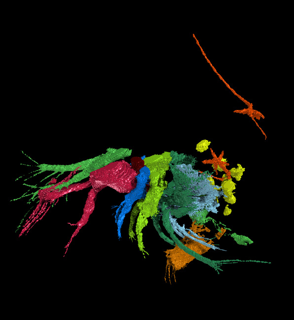 This image shows the crustacean fossil without its shell. The tongue worms are in orange, and the host is shown in the other colors.