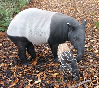 A Malayan tapir and her baby. Calves look like brown-and-beige-striped watermelons, which is good for camouflage.