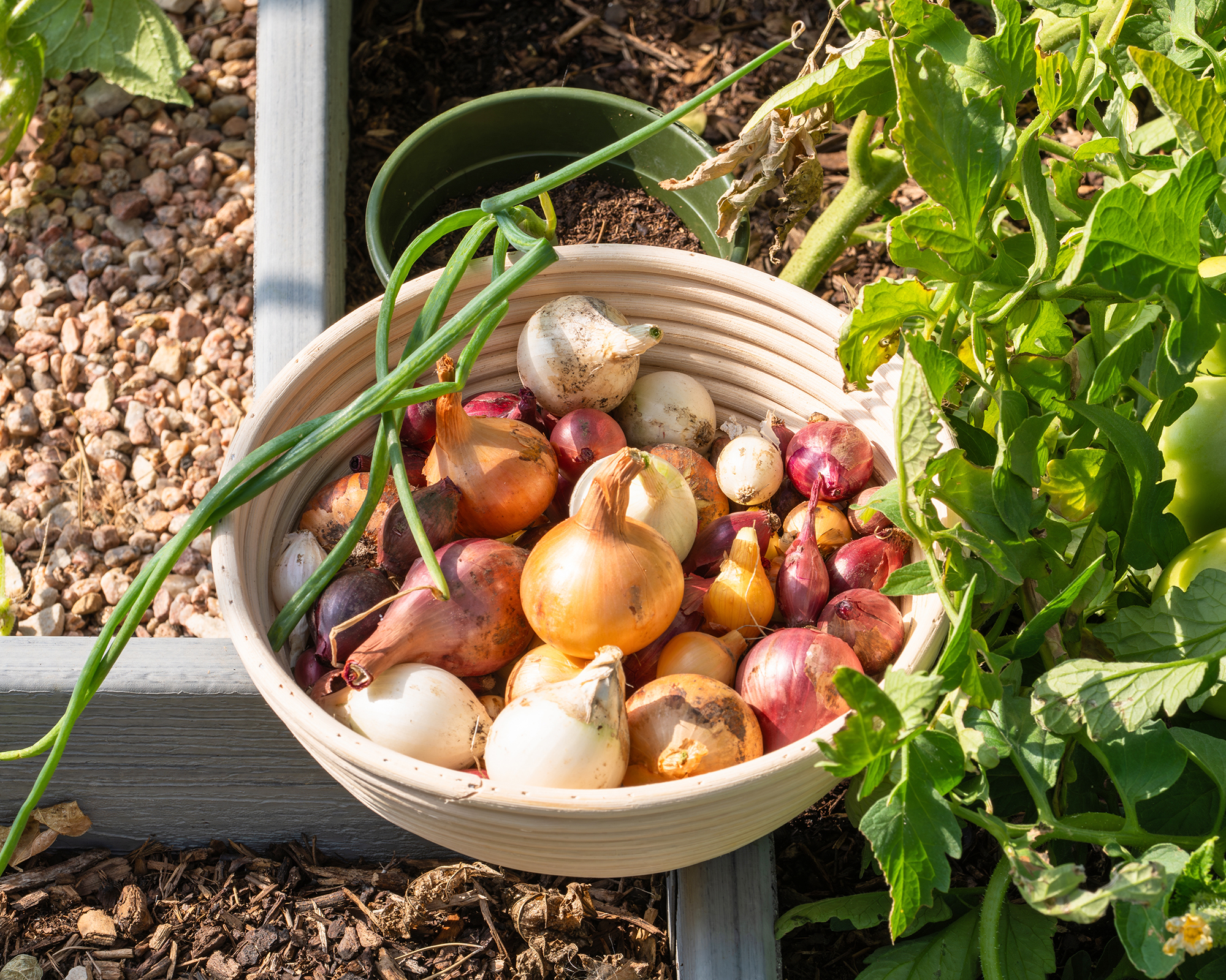 Close-up of basket with homegrown organic onions from home gardening