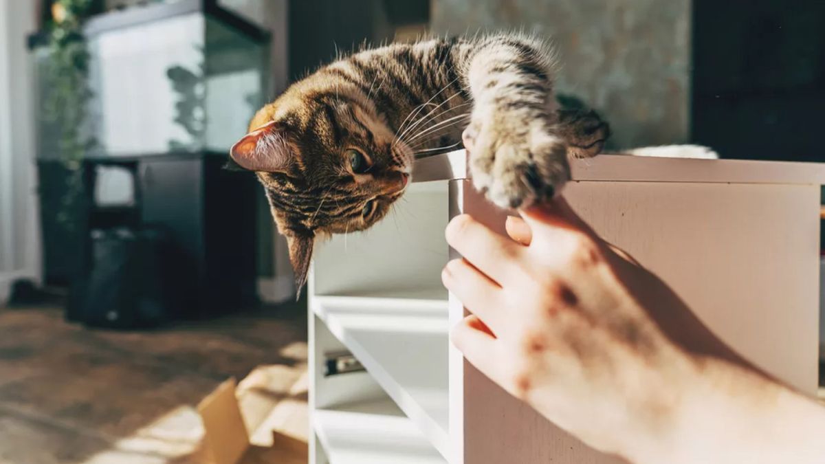 Kitten playing with owner&#039;s hand