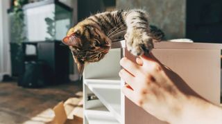 Kitten playing with owner's hand