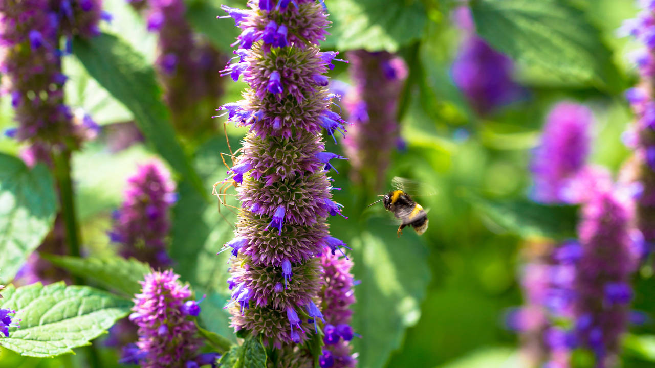 A bee approaching an agastache plant