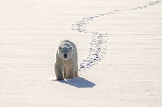 International Polar Bear Day images by photographers supplied by picfair