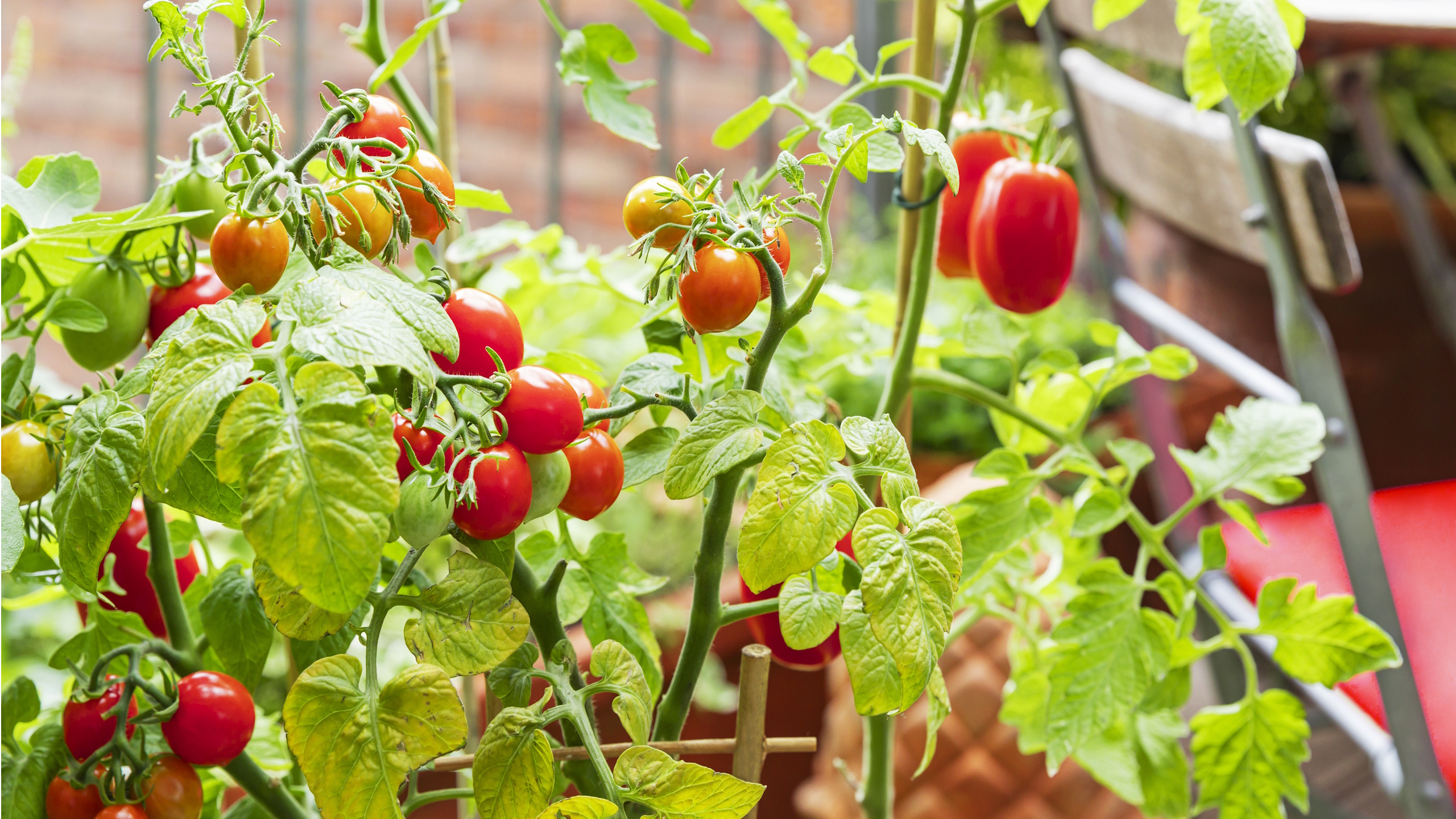 Tomatoes growing on balcony 