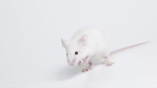 White mouse on white background.