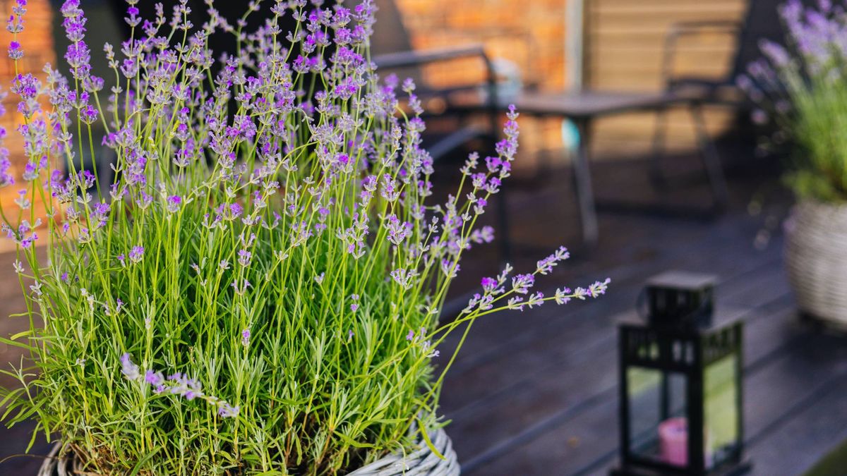Do ‘Mosquito Repellent Plants’ Really Work? Explore What These Plants Can (and Can’t) Do For Skeeters in Your Yard