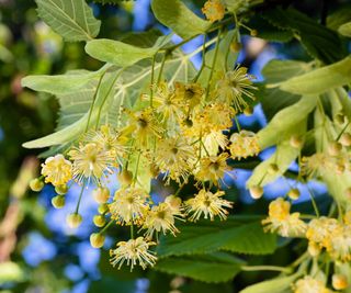 Lime tree blooms