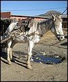 Lesothowelfarebdth.jpg