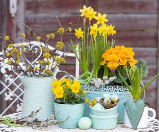 yellow flowers in blue containers