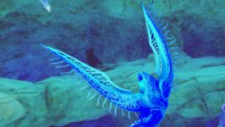 One of the Angel Comb's children in Subnautica 2