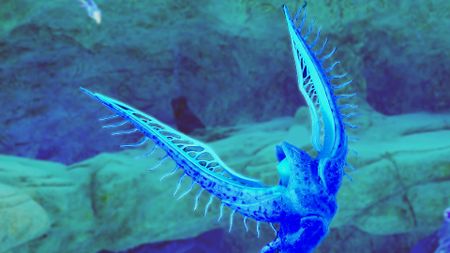 One of the Angel Comb's children in Subnautica 2