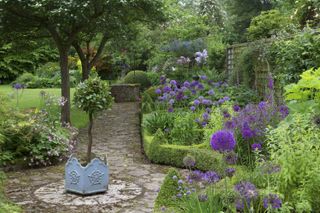 flower bulbs alliums planted in a garden border