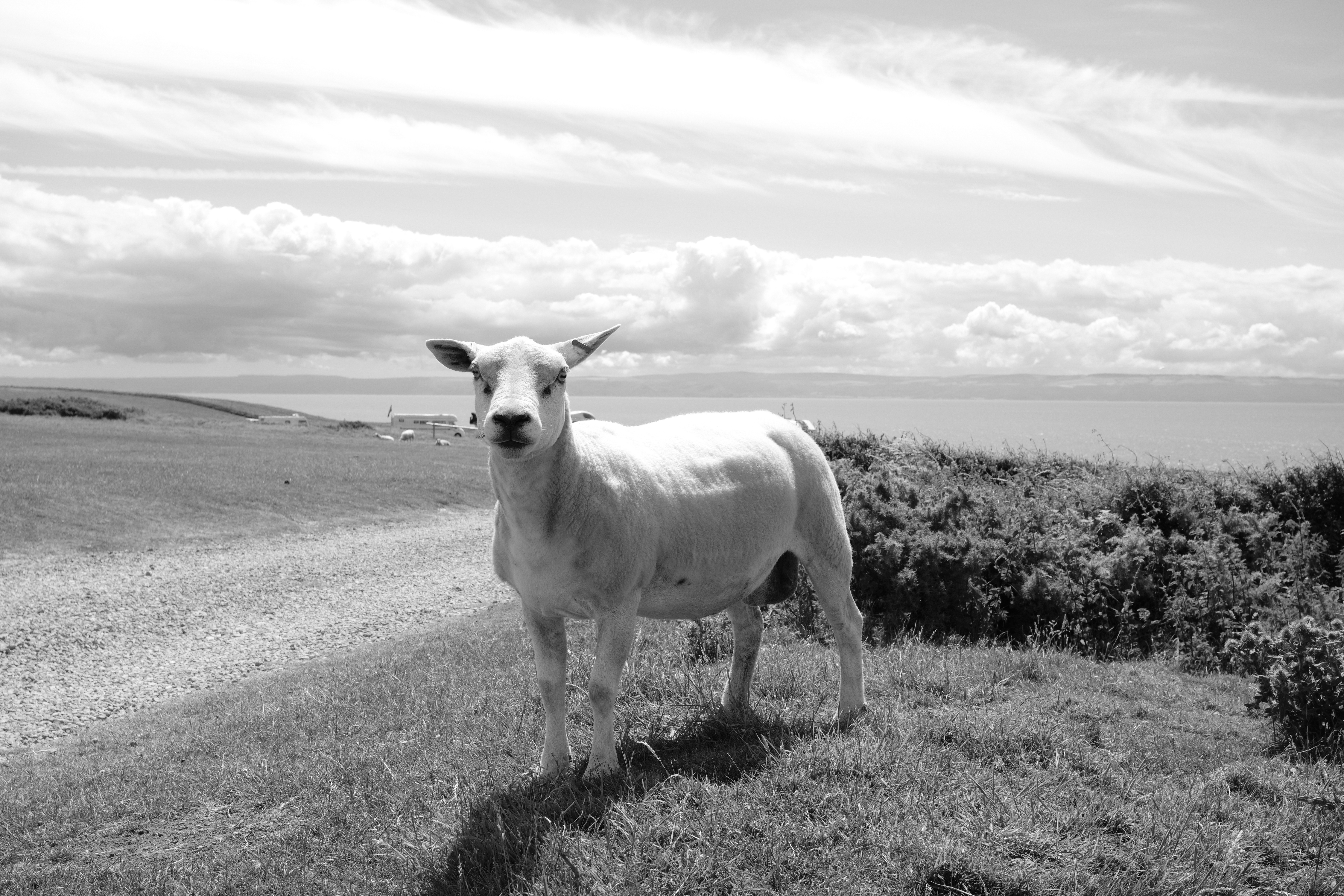 A black and white photo of a sheep against a dramatic coastline view.