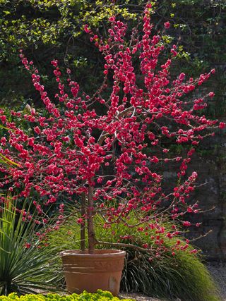 best fruit trees to grow in pots: peach tree in blossom