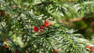 yew plant