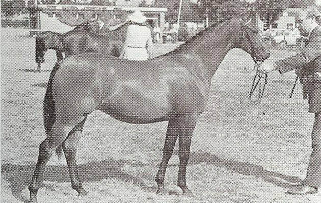Trellech Giselle