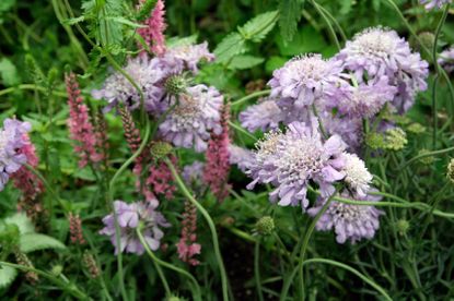 Scabiosa Pincushion Flowers