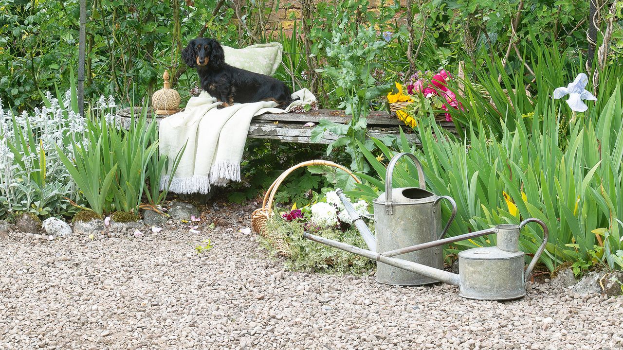 Gravel garden with floral arbour and black dog sitting under