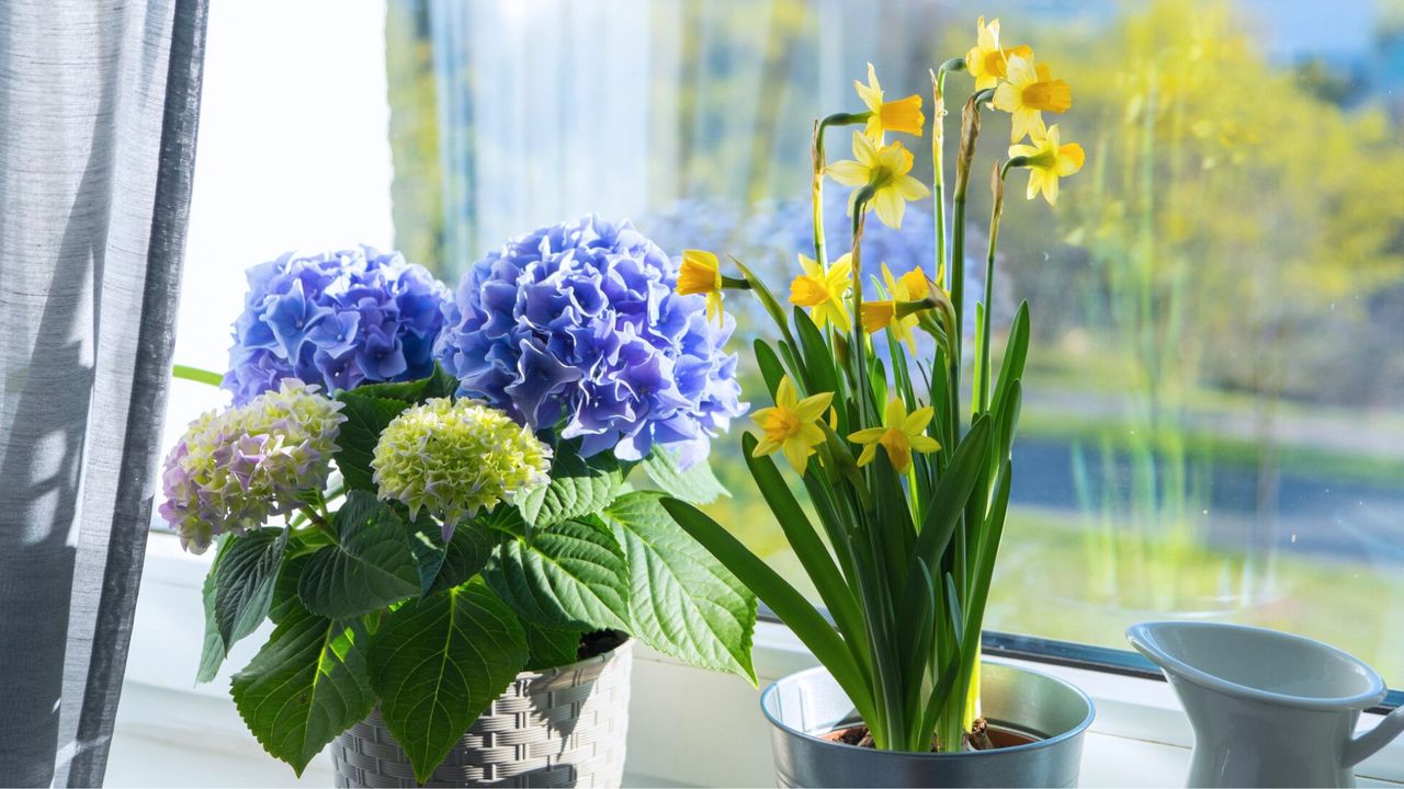 Potted Hydrangea Grown Indoors