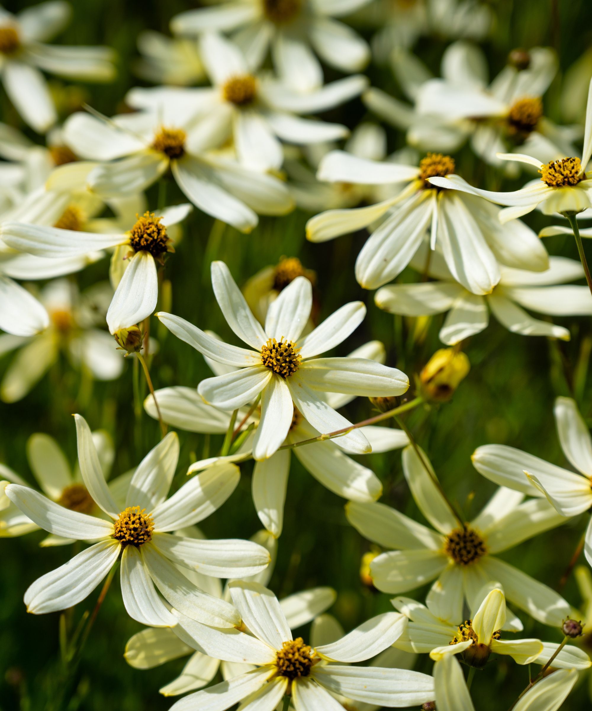 Coreopsis verticillata Moonbeam