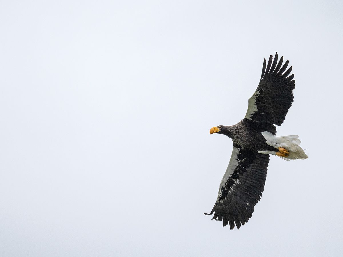 Hawk at Hawk Conservancy Trust, Hampshire, against gray sky