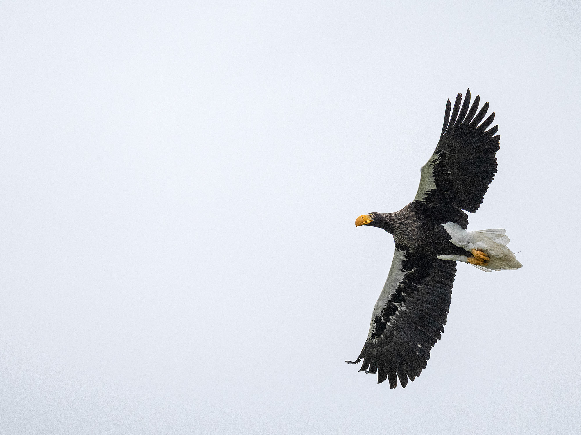 Hawk at Hawk Conservancy Trust, Hampshire, against gray sky