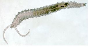 The picture illustrates Pygospio sp. (Spionidae). Spionidae are part of Sedentaria and exhibit some of their characteristics.