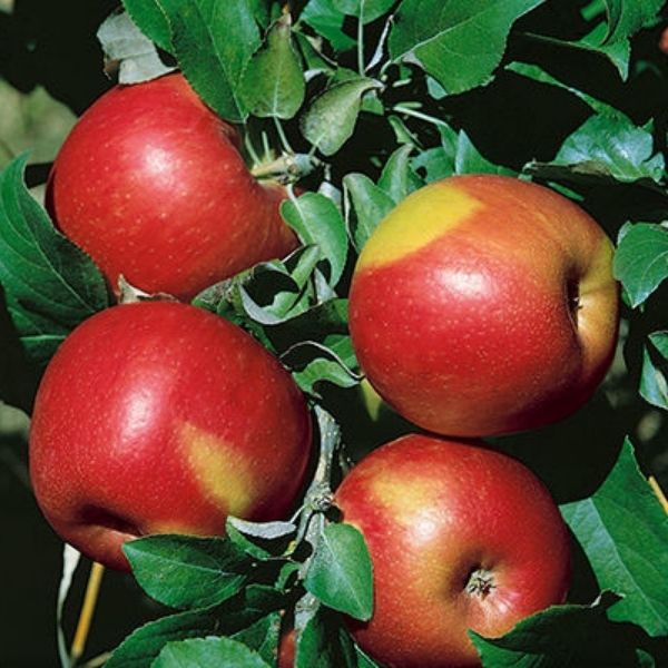 Sweet Sixteen Apple - 4-5 Feet Bareroot Semi-Dwarf Height