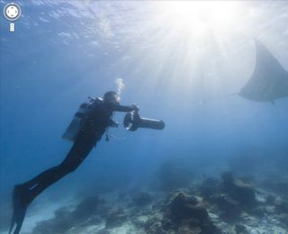 Google, coral reef, oceans