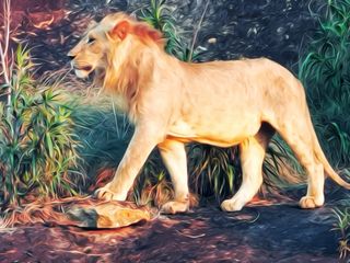 GuruShots - Animal Kingdom