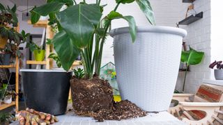 picture of a bird of paradise plant being repotted