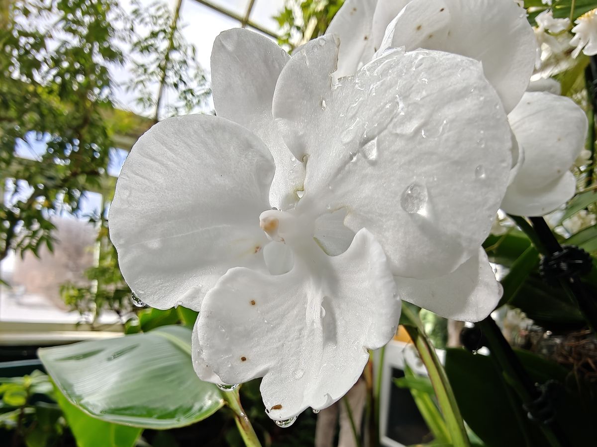 Orchids at the New York Botanical Gardens, all photos taken with OnePlus 13