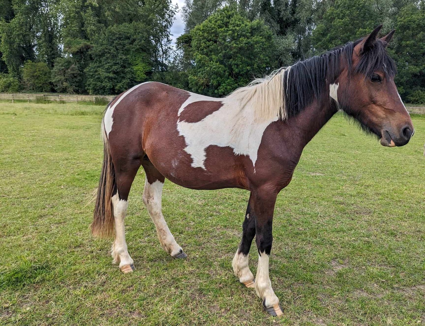 Pedals now - World Horse Welfare