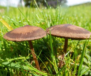 brown mushrooms in lawn