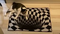 Cat sat on an optical illusion mat