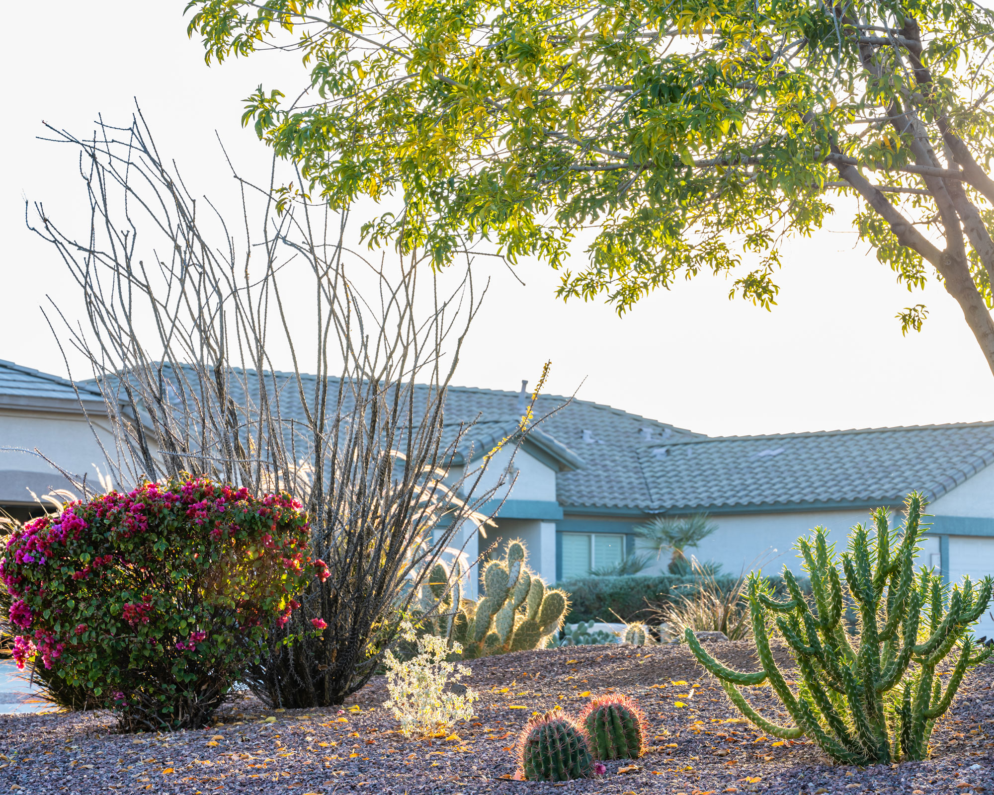 xeriscaped garden design with cacti and gravel