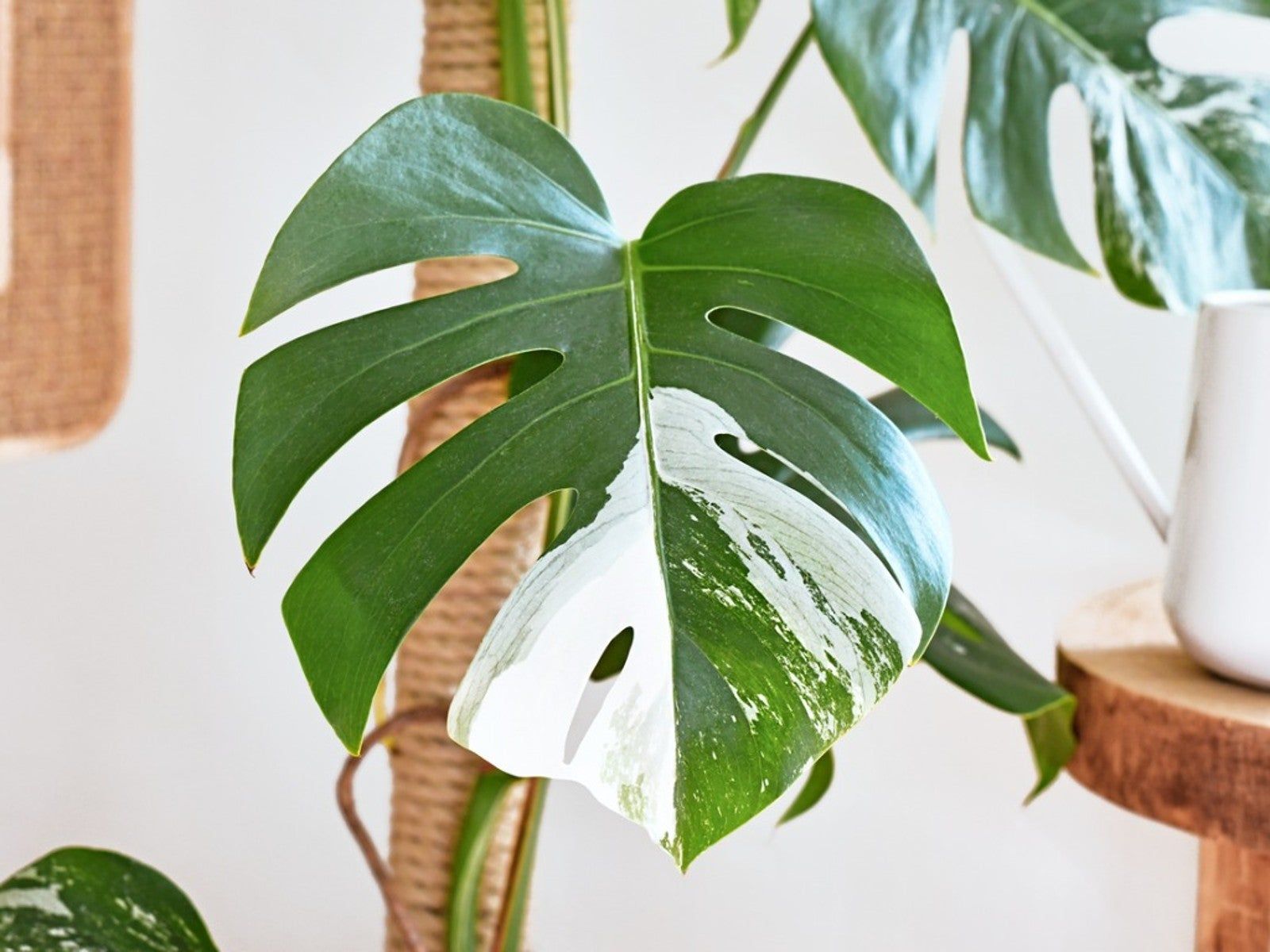 Pretty Variegated Swiss Cheese Plant Varieties | Gardening Know How